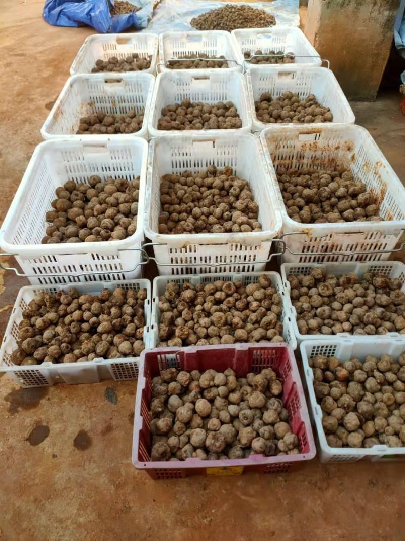 精品花魔芋种子，基地货欢迎采购。