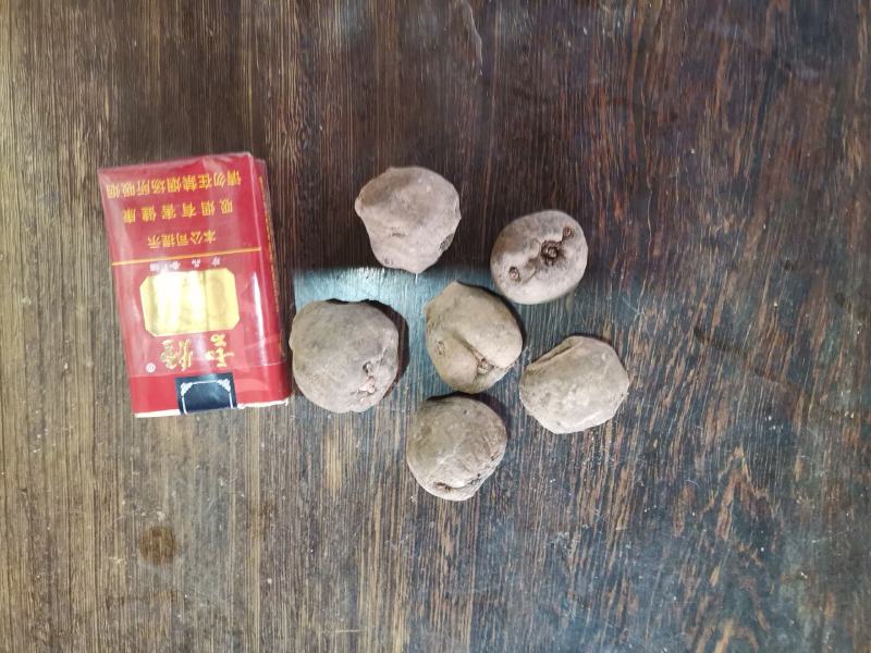 精品花魔芋种子，基地货欢迎采购。