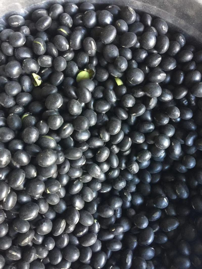 黑豆青仁黑豆量大便宜