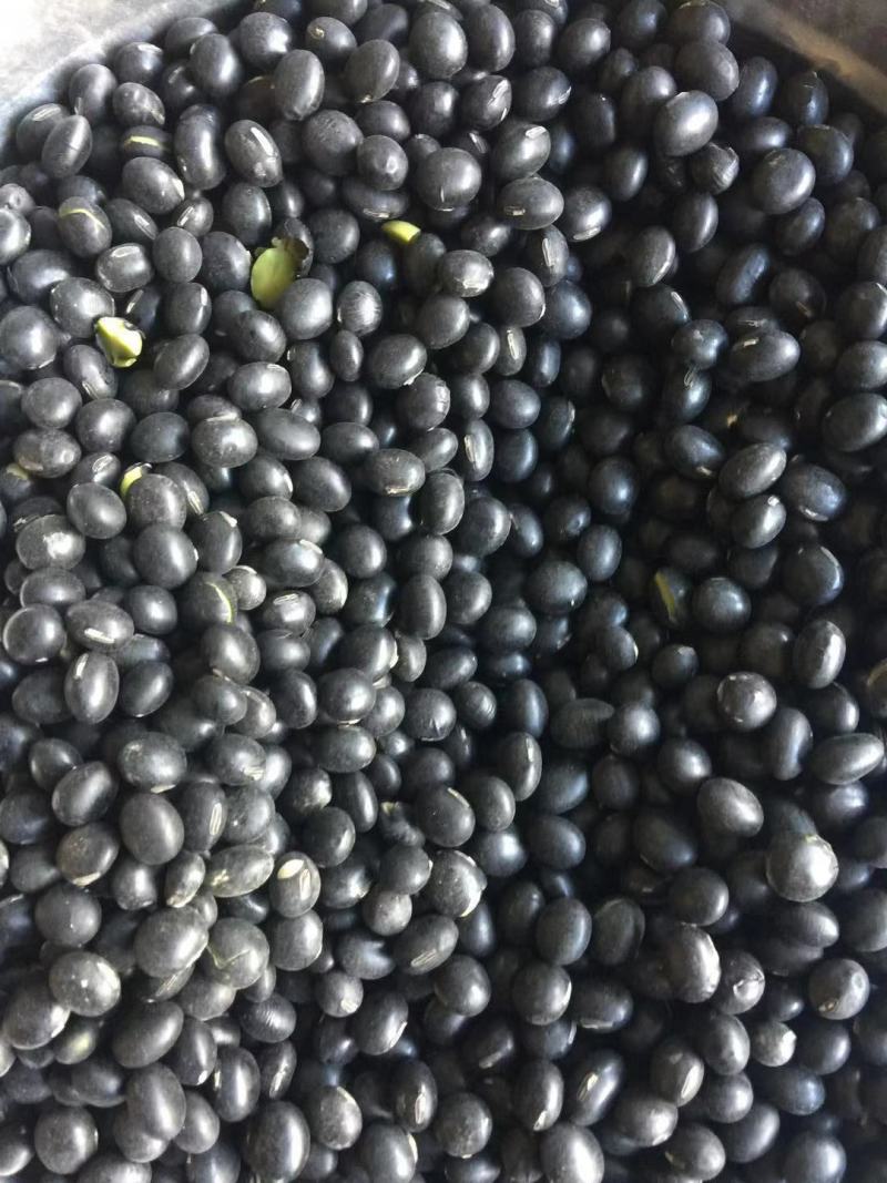 黑豆青仁黑豆量大便宜