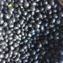 黑豆青仁黑豆量大便宜
