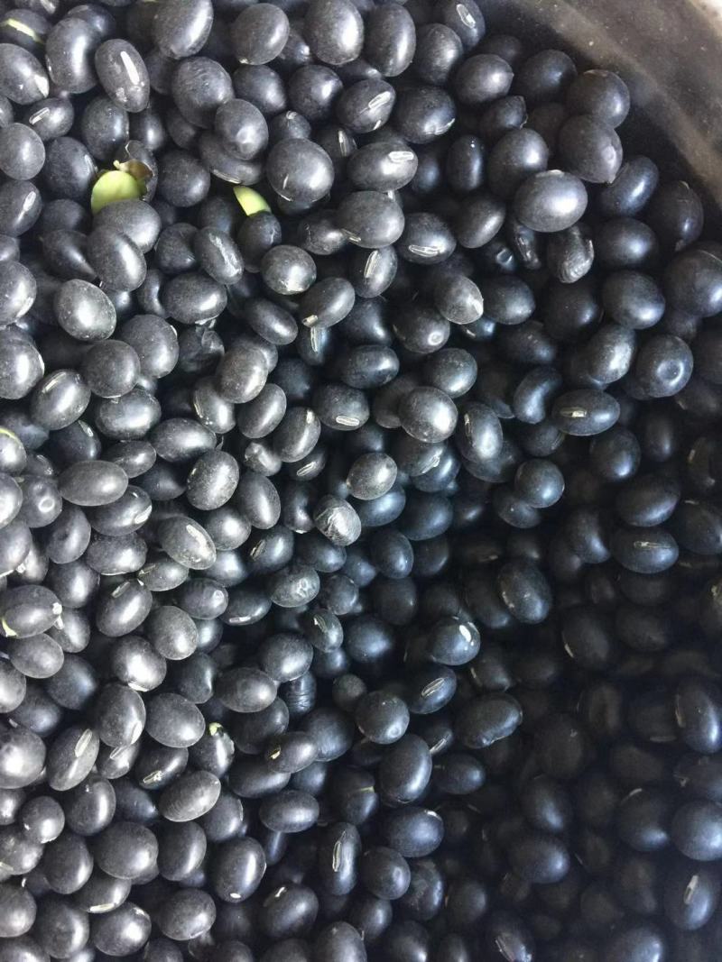 黑豆青仁黑豆量大便宜