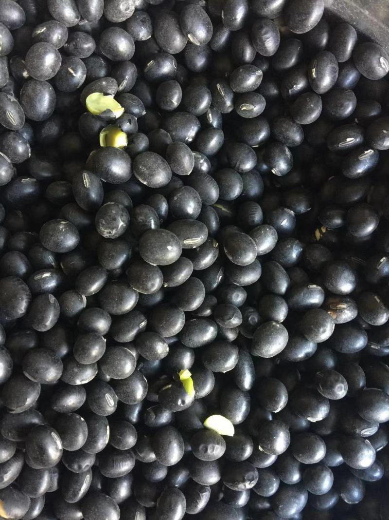 黑豆青仁黑豆量大便宜