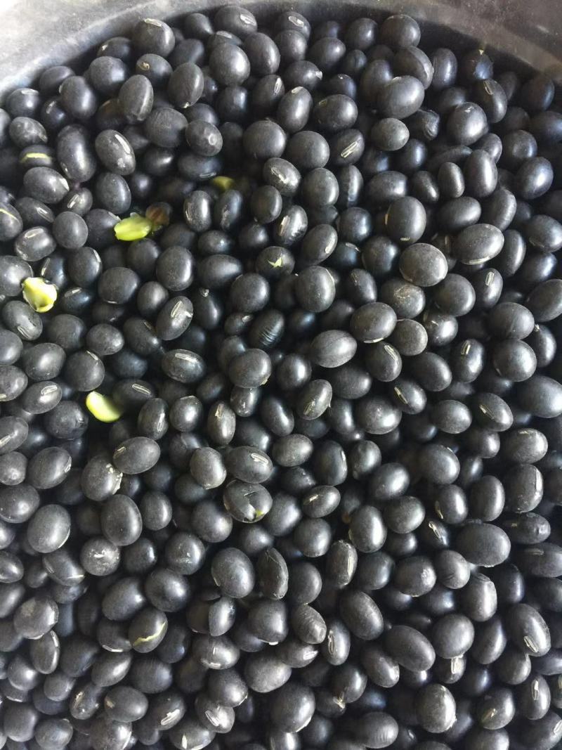 黑豆青仁黑豆量大便宜