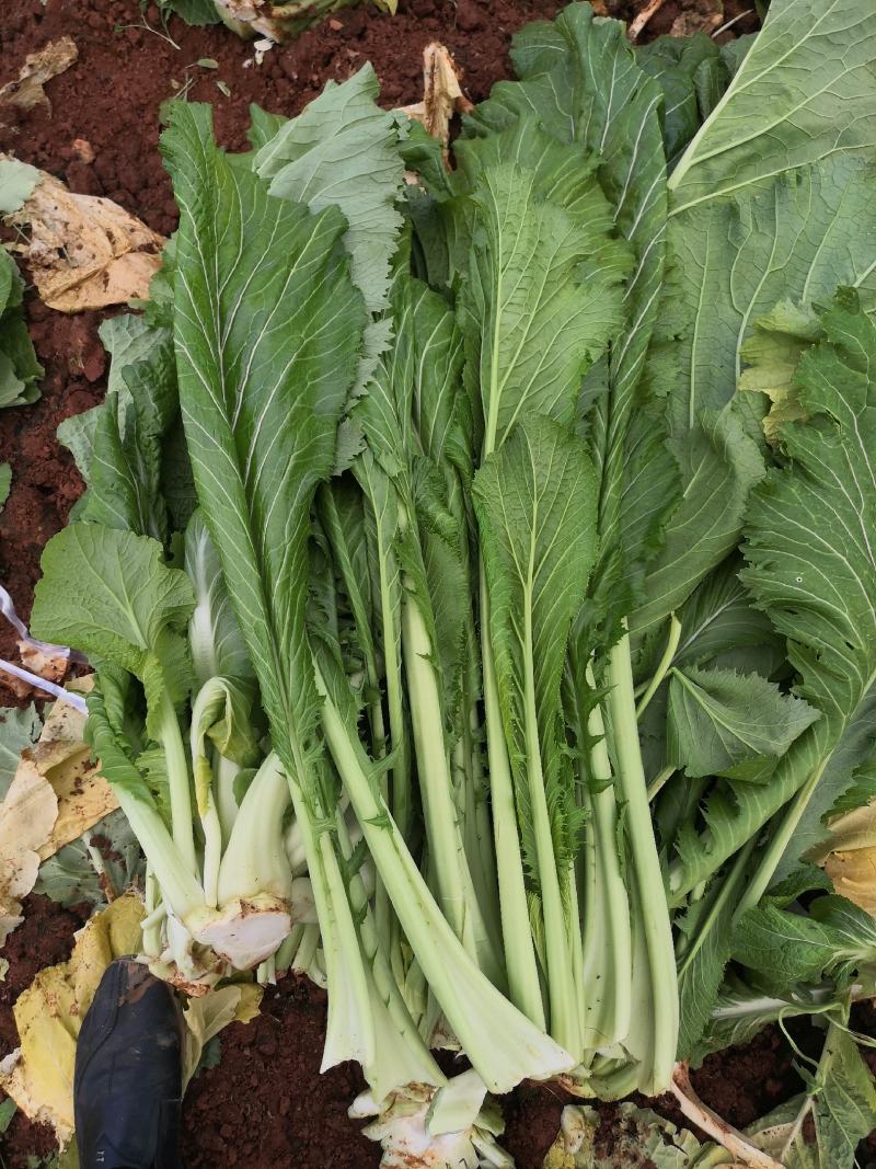 青菜产地直供青菜货源充足，实力代办，大量有货