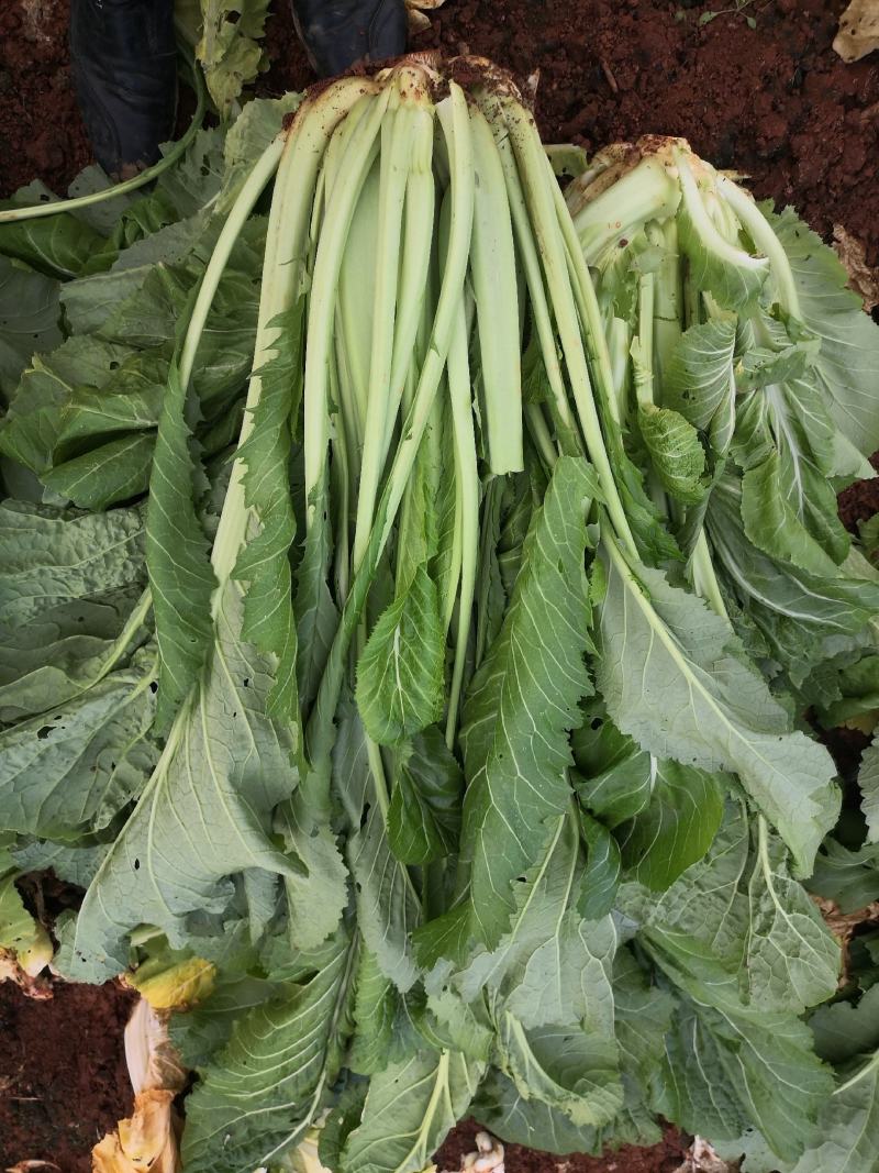 青菜产地直供青菜货源充足，实力代办，大量有货