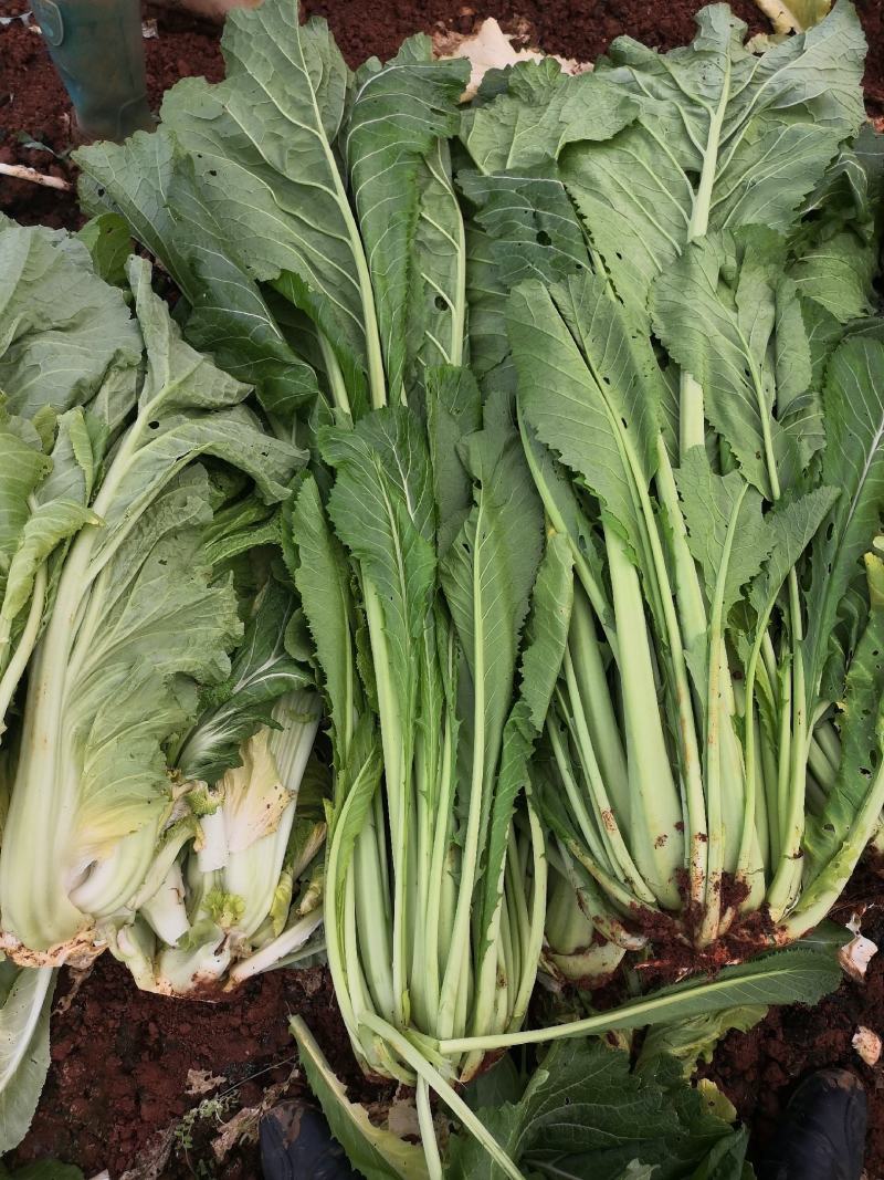 青菜产地直供青菜货源充足，实力代办，大量有货