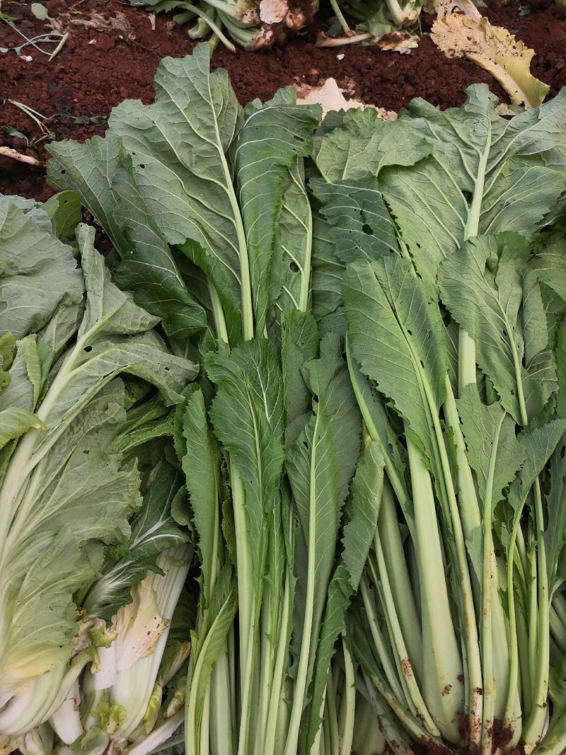 青菜产地直供青菜货源充足，实力代办，大量有货