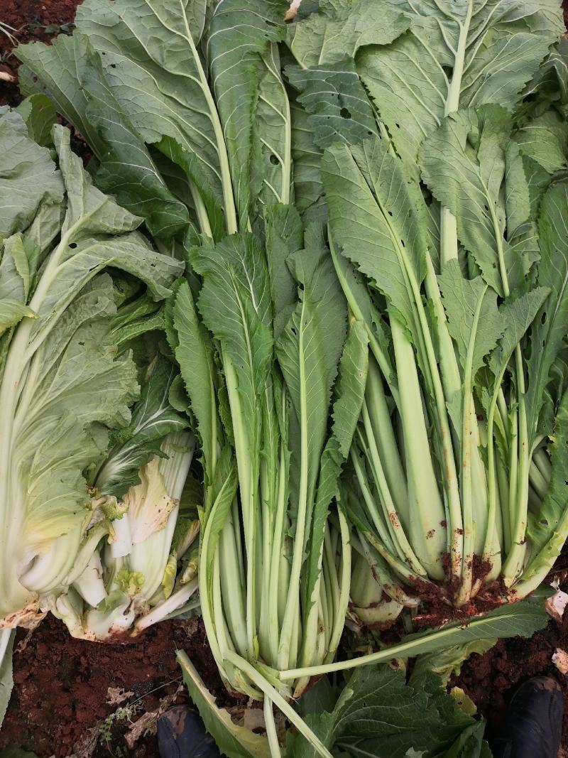 青菜产地直供青菜货源充足，实力代办，大量有货