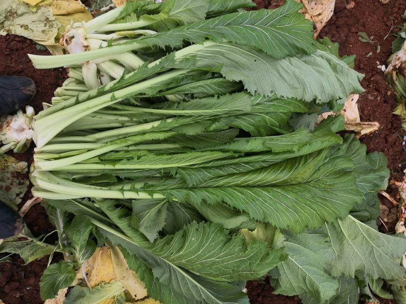 青菜产地直供青菜货源充足，实力代办，大量有货