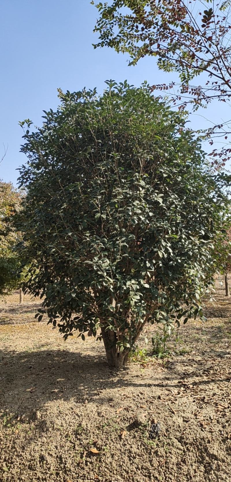 桂花，庭院及高档小区，道路，别墅群用苗，单杆丛生齐全