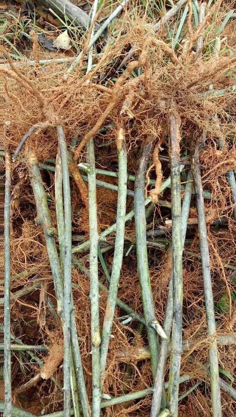 掌叶覆盆子苗中药材覆盆子果子苗树莓苗休闲采摘覆盆子苗