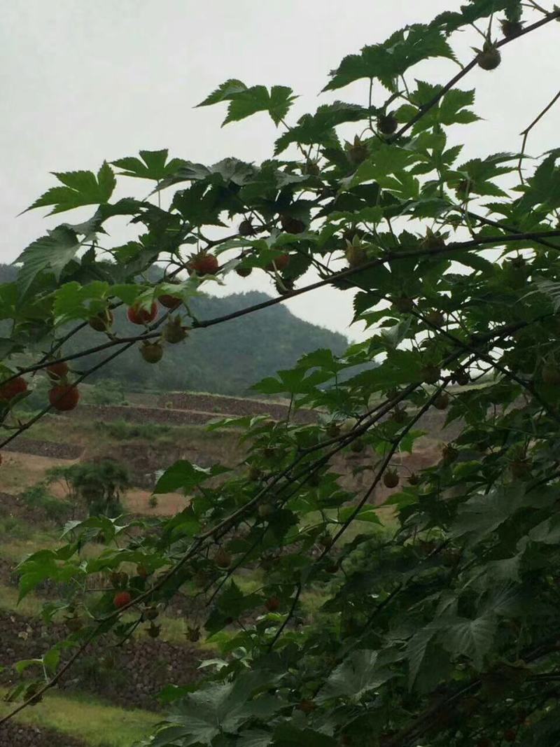 掌叶覆盆子苗中药材覆盆子果子苗树莓苗休闲采摘覆盆子苗