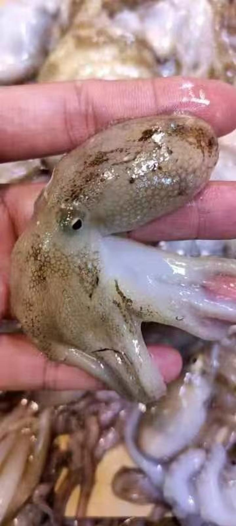章鱼八爪鱼八带鱼短蛸一口章三去章鱼