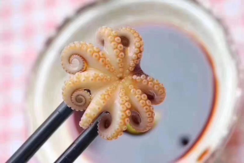 章鱼八爪鱼八带鱼短蛸一口章三去章鱼