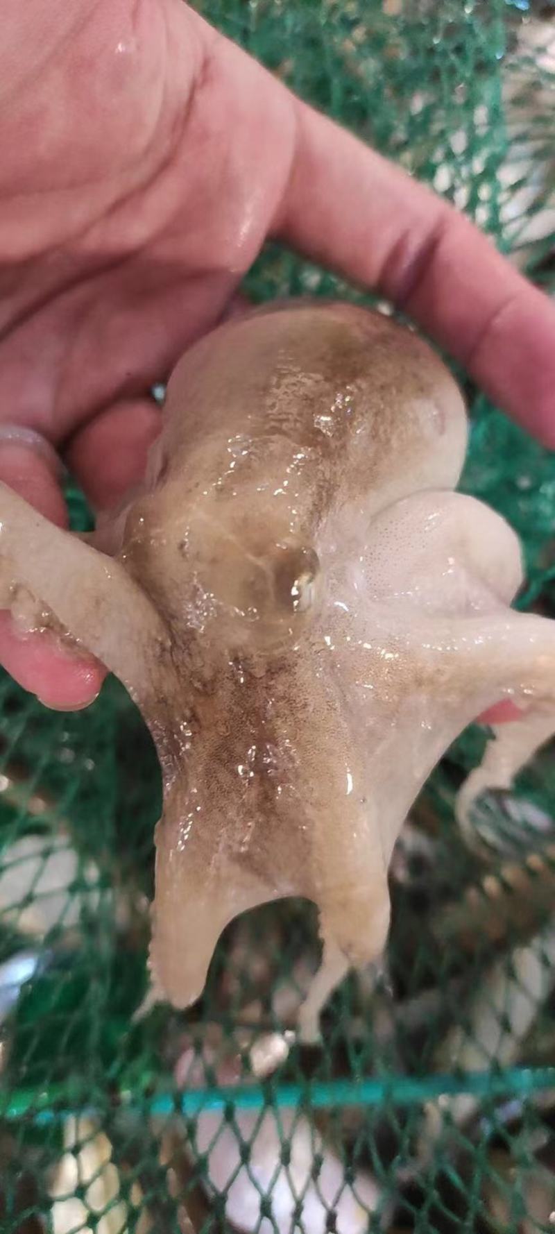 章鱼八爪鱼八带鱼短蛸一口章三去章鱼