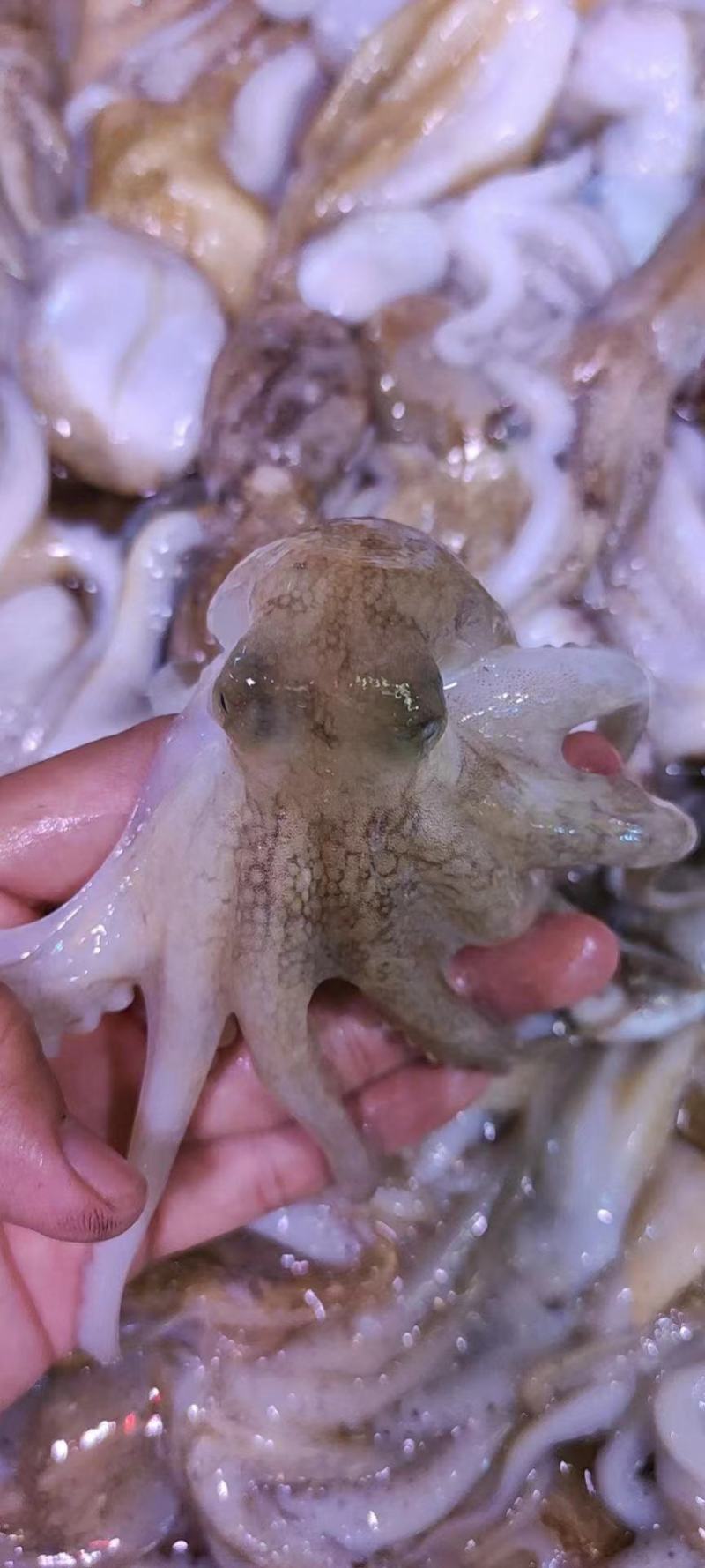 章鱼八爪鱼八带鱼短蛸一口章三去章鱼