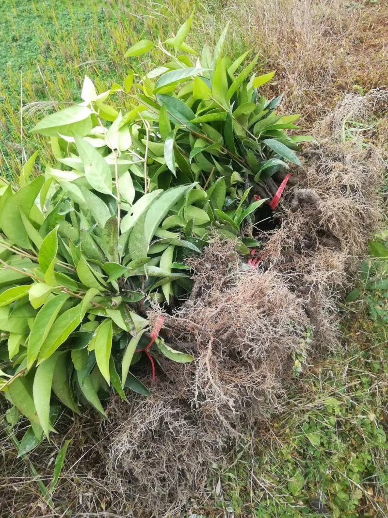 葡萄苗菠萝葡萄苗南五味子苗黑老虎苗大叶血藤苗三年苗