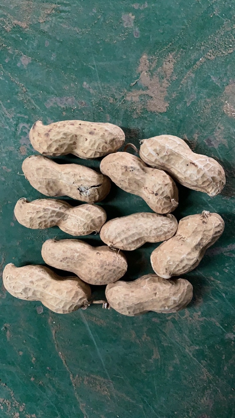 精选黄河滩优质沙土花生果（原种）