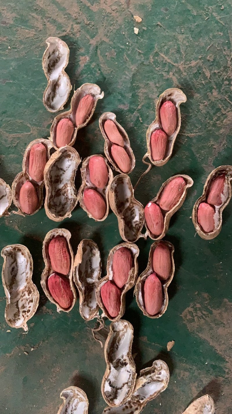 精选黄河滩优质沙土花生果（原种）