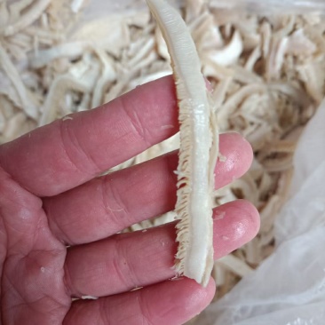 五香熟牛肚丝干货，出成高