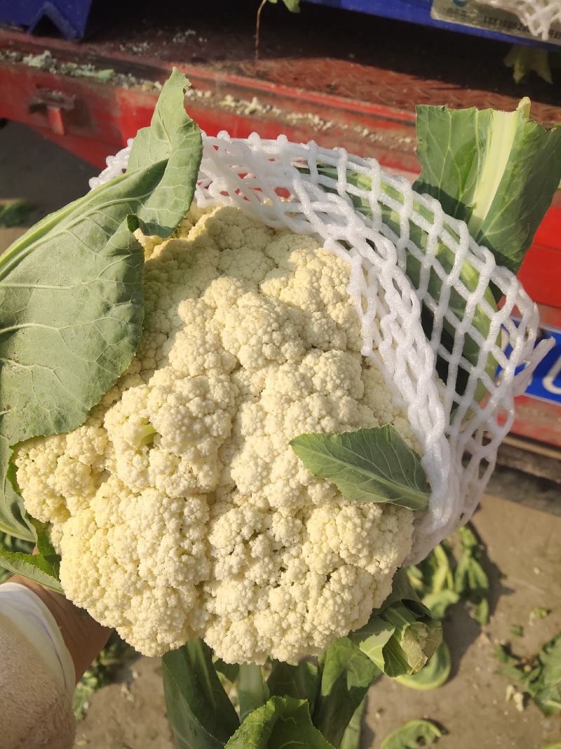 河南精品有机花青梗小米，大量上市发往全国各地