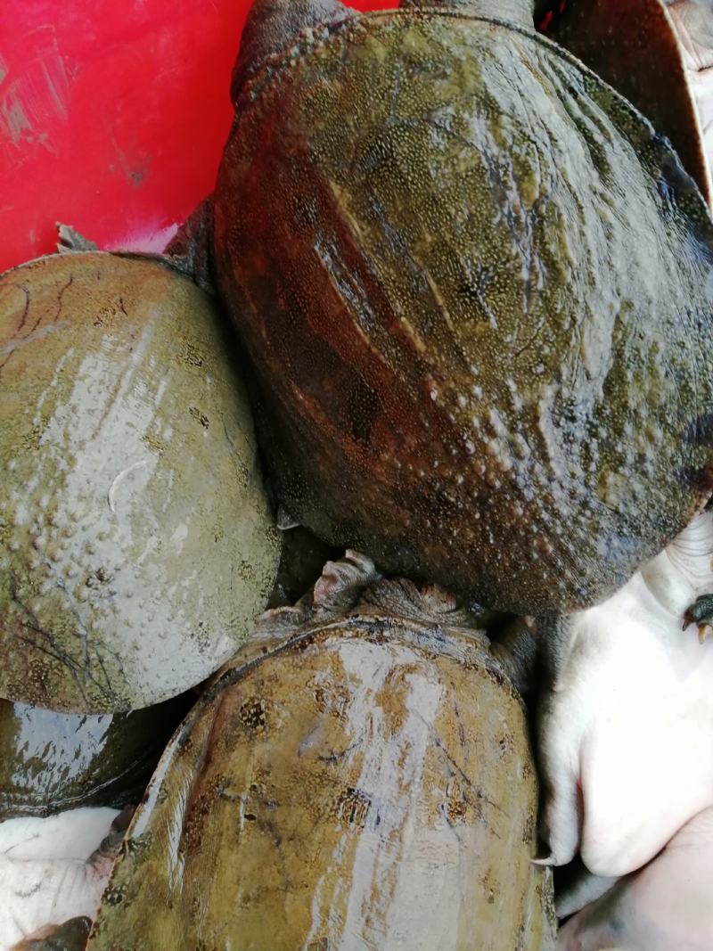 两年半的甲鱼苗中华鳖冷水鱼纯公半斤到两斤