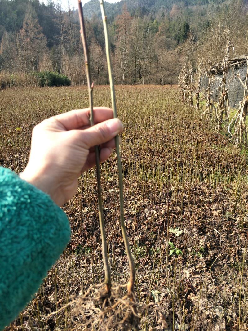 枫香苗，枫香树苗。枫香苗1~2年枫香苗，地径0.4-1