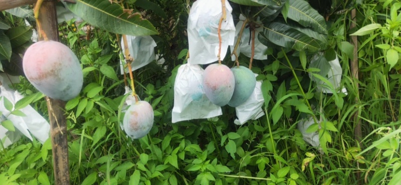 攀枝花芒果干精选凯特芒红玉芒攀研二号芒晒制芒果干自产自销