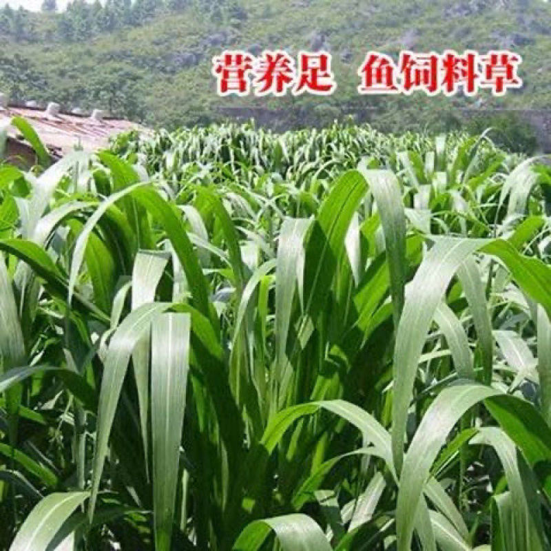 苏丹草种子牧草籽鸡鸭猪牛羊鱼四季播种养鱼专用草籽