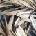 新采摘的速生白腊种子