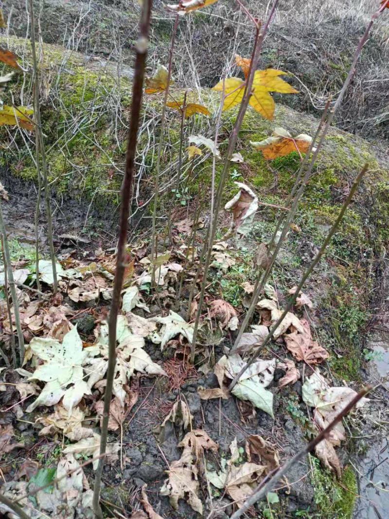 枫香苗，枫香树苗。枫香苗1~2年枫香苗，地径0.4-1