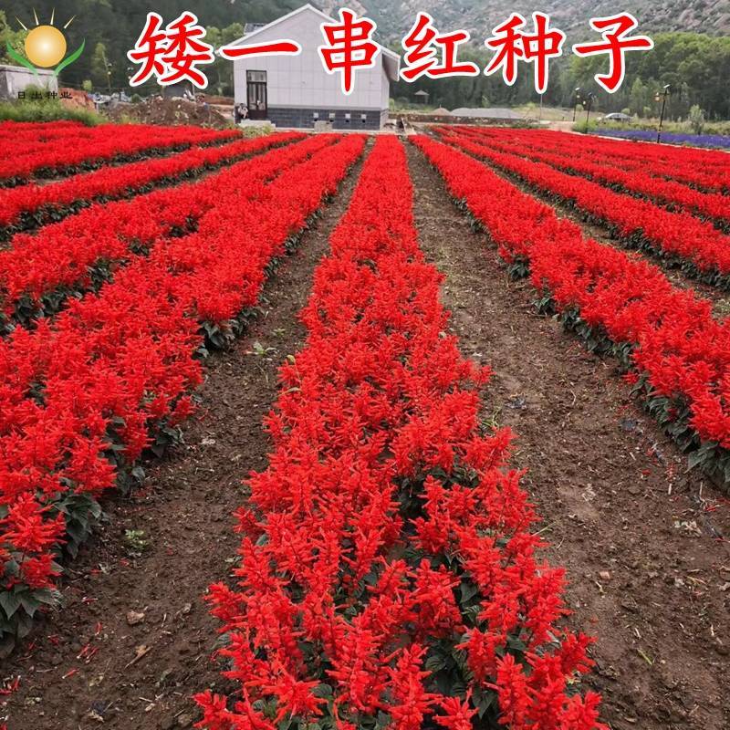 一串红种子，郑州发货，量大从优，纯度可见，芽率80以上