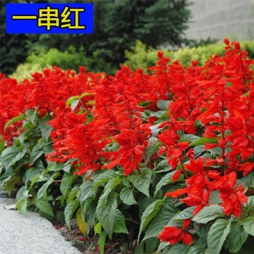 一串红种子，郑州发货，量大从优，纯度可见，芽率80以上