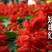一串红种子，郑州发货，量大从优，纯度可见，芽率80以上