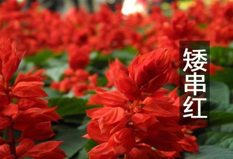一串红种子，郑州发货，量大从优，纯度可见，芽率80以上