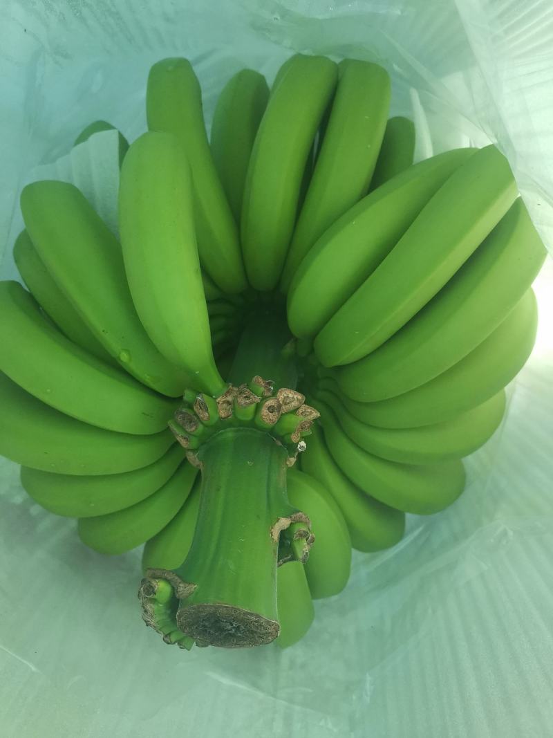 云南勐腊县一代苗精品货