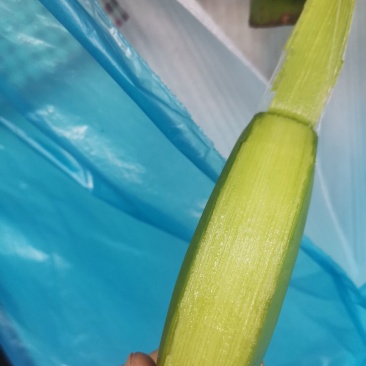 云南勐腊县一代苗精品货