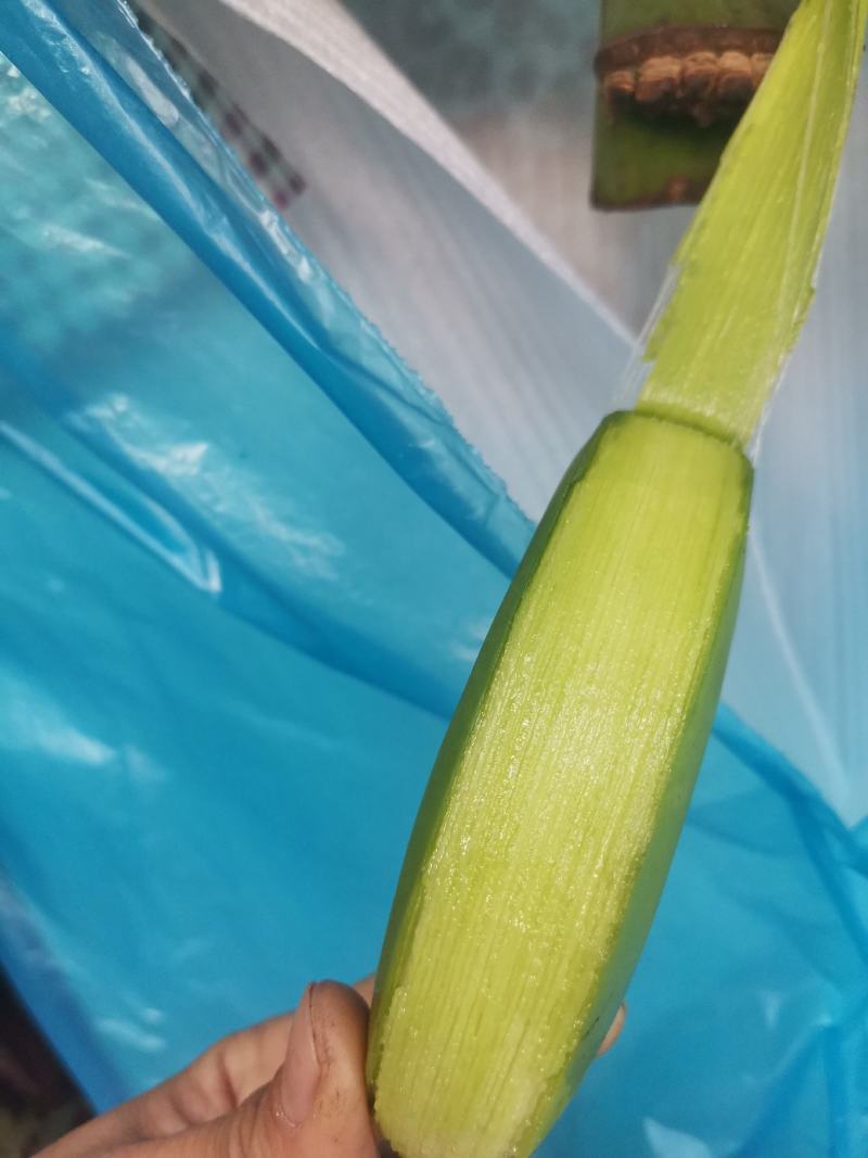 云南勐腊县一代苗精品货