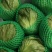 【生菜】善和圆鑫精品球生菜基地种植冷库加工品质保证