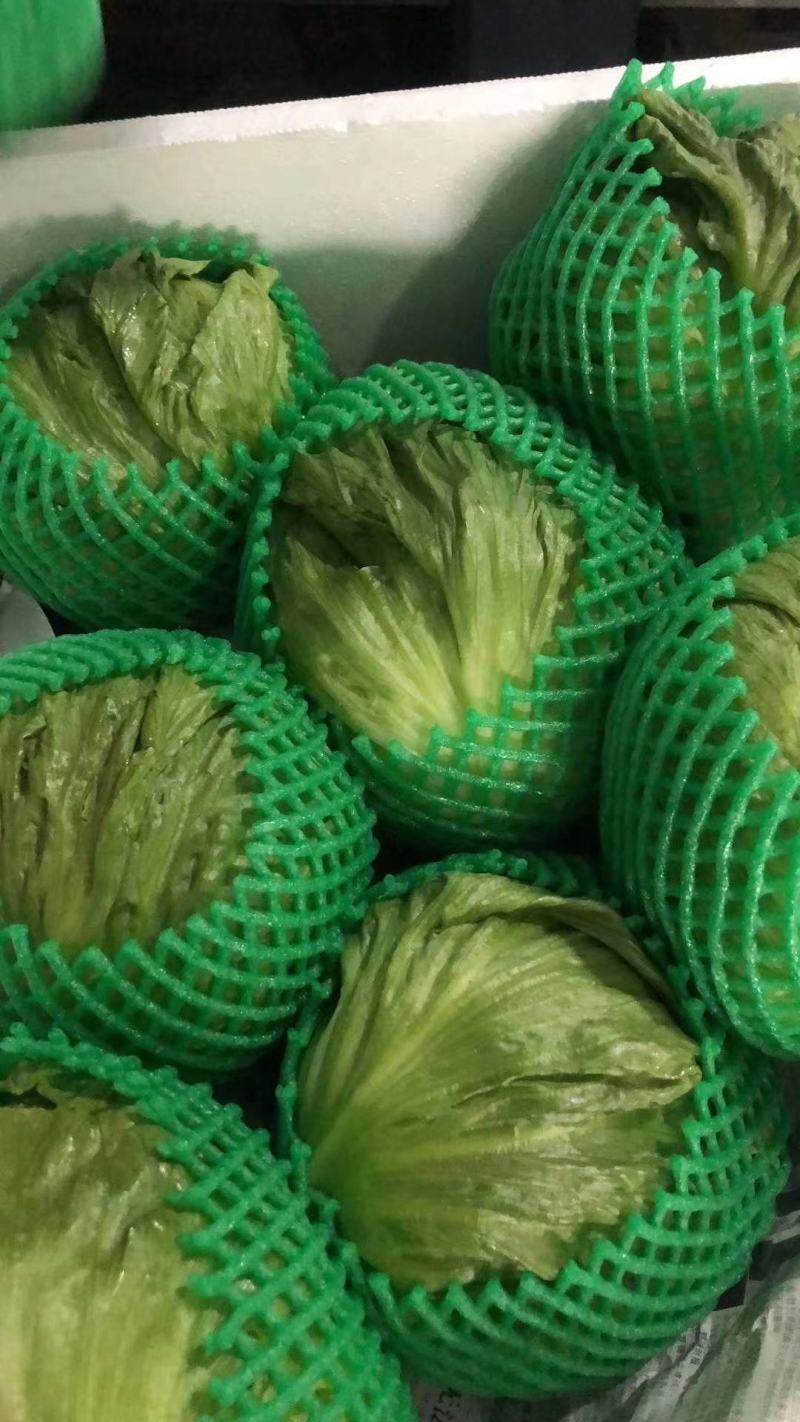 【生菜】善和圆鑫精品球生菜基地种植冷库加工品质保证