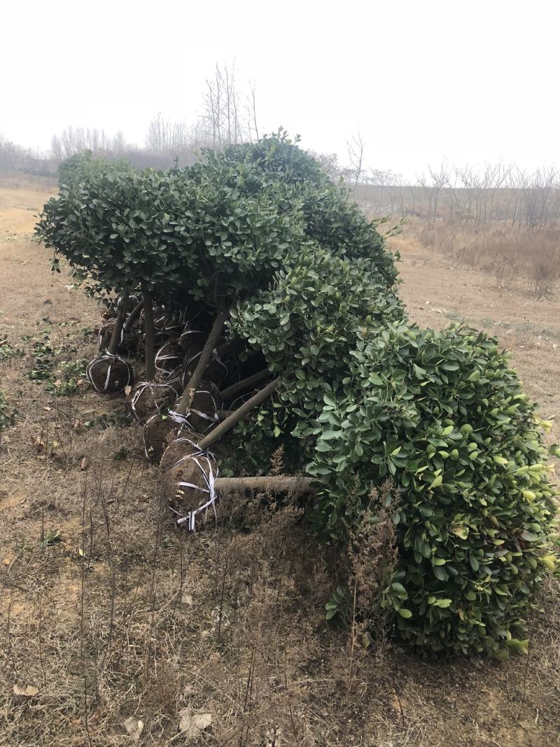 大叶黄杨，高杆冬青球，大小冠幅球类，适合高档小区及道路