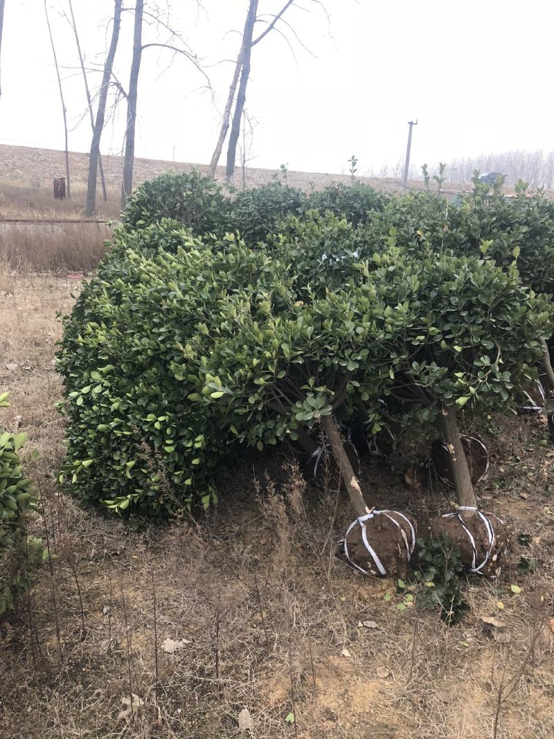 大叶黄杨，高杆冬青球，大小冠幅球类，适合高档小区及道路