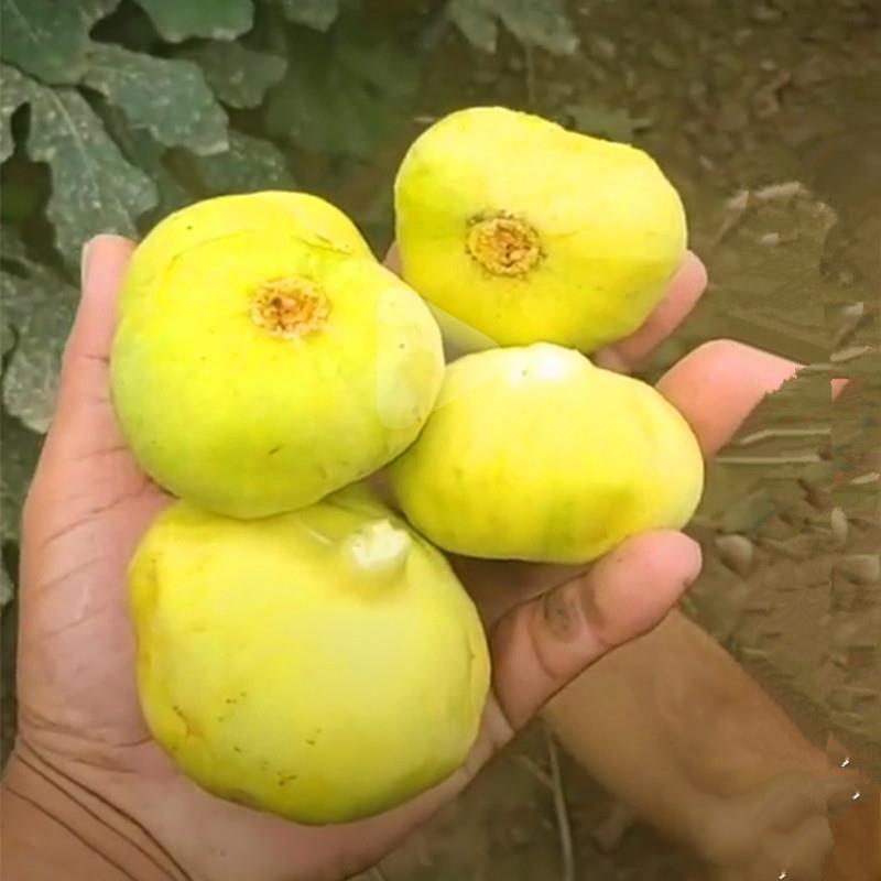 新疆早黄无花果苗，果实甜度大，易储存，成活率高，品种保纯