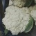 温州专业菜花代收90天小米花现已大量上市基地直发对接商超