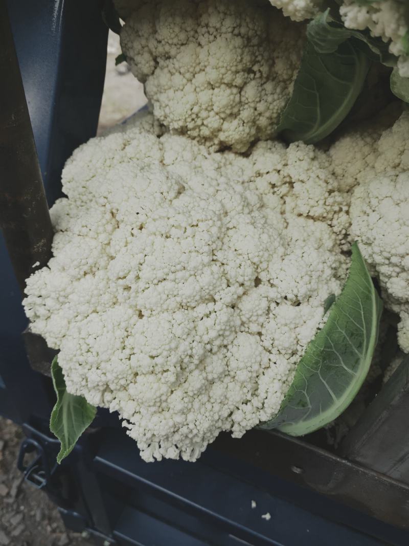 温州专业菜花代收90天小米花现已大量上市基地直发对接商超