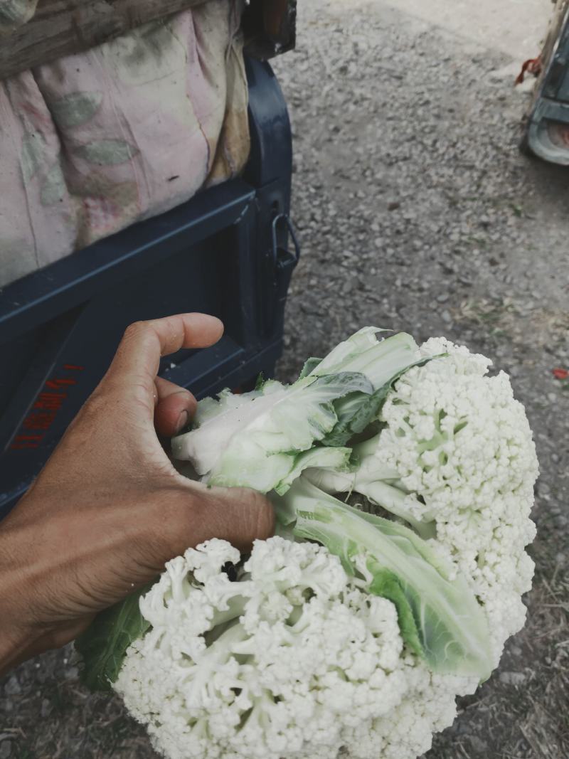 温州专业菜花代收90天小米花现已大量上市基地直发对接商超