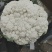 温州专业菜花代收90天小米花现已大量上市基地直发对接商超
