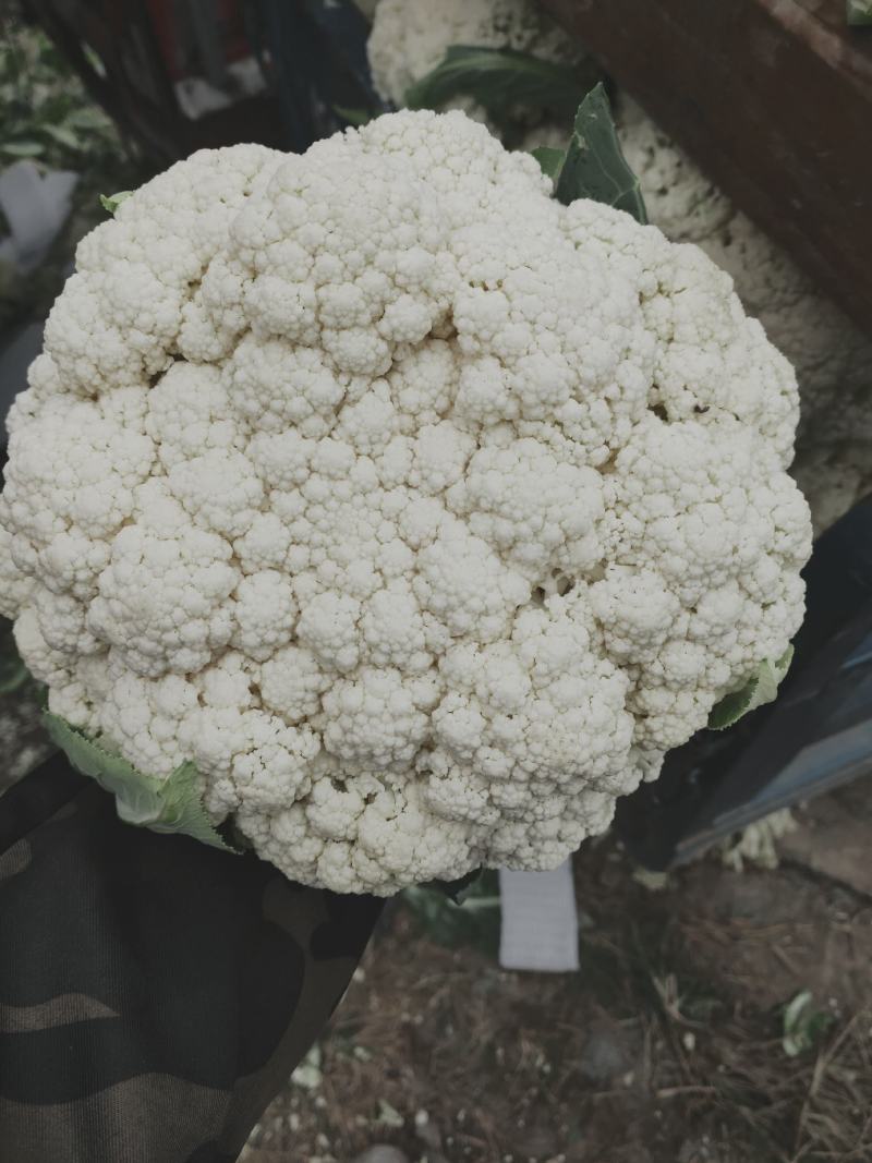 温州专业菜花代收90天小米花现已大量上市基地直发对接商超