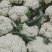 温州专业菜花代收90天小米花现已大量上市基地直发对接商超